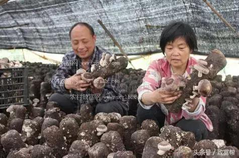 他种植的香菇味道鲜美，亩均产值高达4万元！