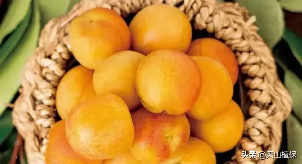 杏树的种植方法-杏树栽培管理技术明白册
