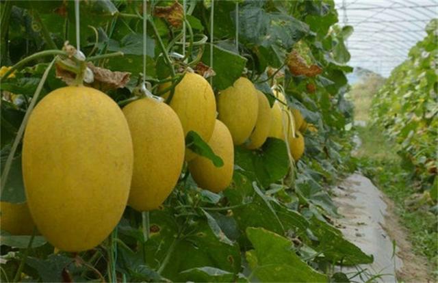 哈密瓜的种植技术知道吗