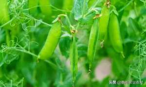 广东甜豆种植-冬种豌豆高产栽培技术