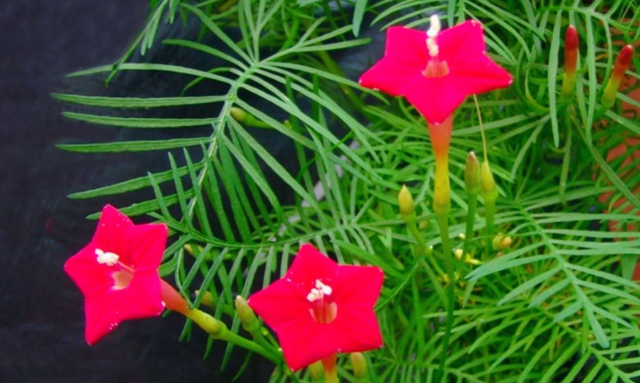这种植物开花像“星星”，育苗养护多注意些，越长越旺盛