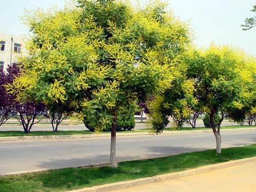 黄金栾树种植繁殖技术方法