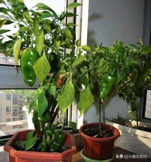 阳台牛角椒的种植方法-阳台上怎么种辣椒？这4点记住，辣椒结成一串串，一家人吃不完