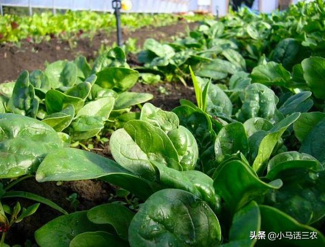 种植菠菜前应该如何浸种，如何种植菠菜发芽率才会高