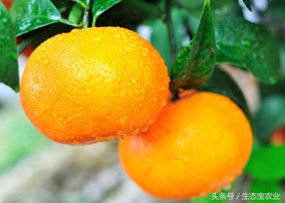 不同柑橘品种的栽培要求以及种植区域