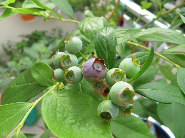 想要蓝莓盆栽丰产？就得知道这些秘诀，产量翻倍不是梦！