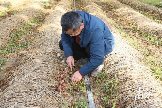 小小红松茸、易种又高产！惠州农科所孕育“三闲四高”林下经济新产业