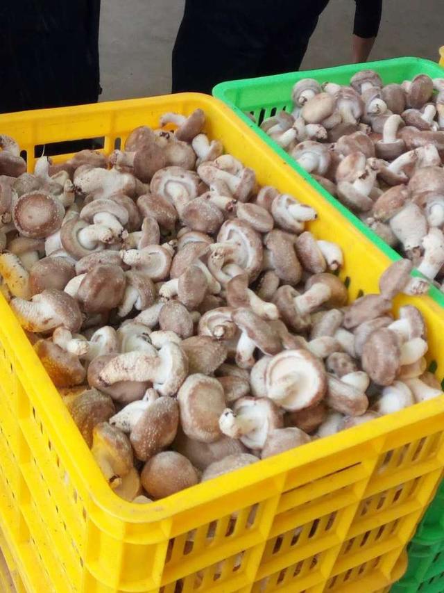 科普贴｜陕西洛南农民是怎么种植香菇的？