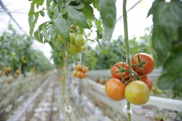 关于怎么种植番茄，种植方法赶紧过来学一下吧！露地番茄种植技术
