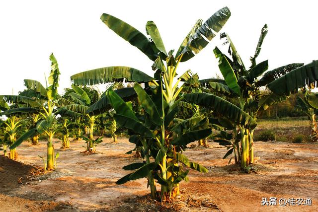 来自全国第二大香蕉产区广西的香蕉春季栽培管理技术措施