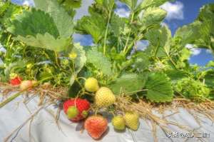 地里种植草莓-打造家庭绿色田园：草莓种植方法技巧全攻略