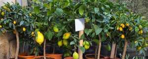 柠檬苗怎么种植方法-香水柠檬盆栽种植方法