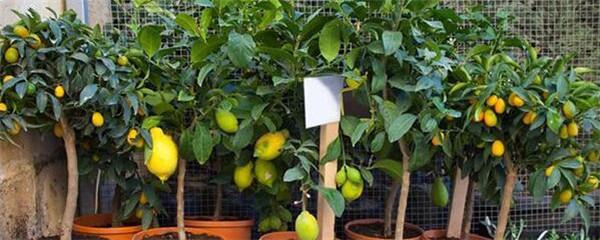 香水柠檬盆栽种植方法