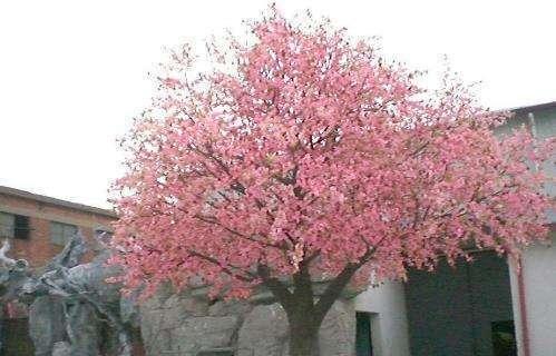 桃树开花粉嫩嫩，结果桃子好吃好看，这么好的桃树能种在家里吗？