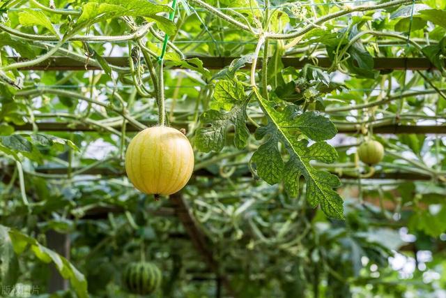 老樵聊三农：黄皮西瓜的种植方法和时间
