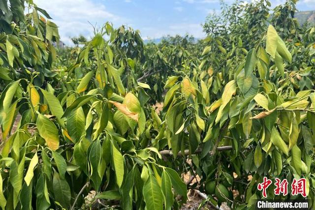 湖北秭归：橘农开展生产自救 抗旱保收