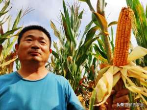 承包土地种植什么-三位农民承包1000亩土地种植玉米，每亩预计收入1950元，能成功吗