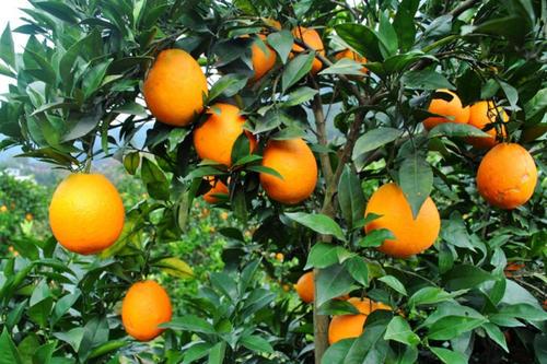 脐橙丰产栽培技术，掌握科学方式提高脐橙，帮助农民提高收益