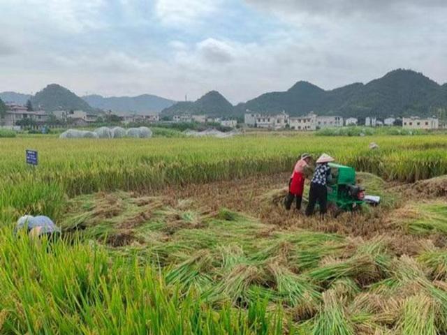 贵州：技术添活力 农业增效益