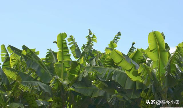 适宜香蕉生长的五大环境条件！种不出香蕉的地区就缺乏某个因素