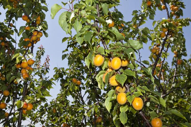 既能看又能吃的杏树种植指南，大棚杏树种植高效价值