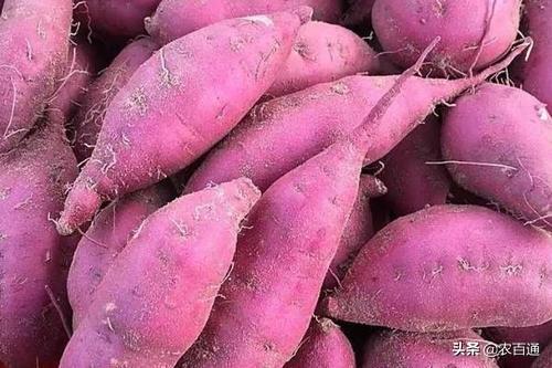 红薯优质高产种植技术