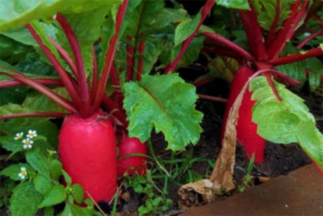 植物科普：水萝卜的种植方法和时间，选对季节和学会具体操作了吗