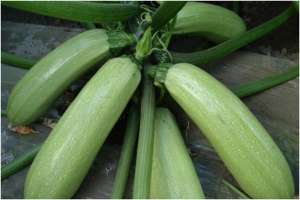 西胡芦种植-西葫芦的种植方法，水肥管理，控制温度，人工授粉，适时摘叶