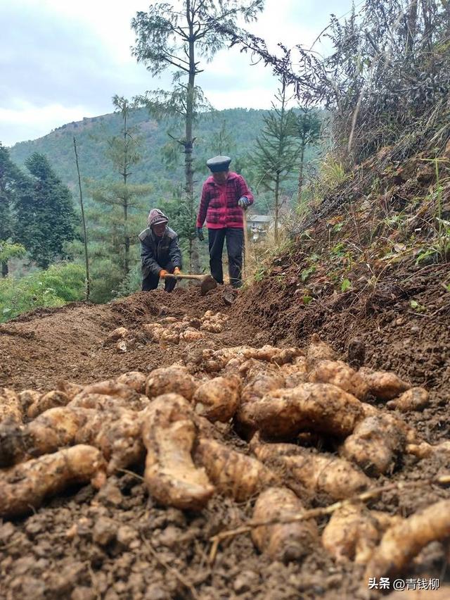 黎平县实行林下天麻种植措施，助力仿野生栽培技术提升