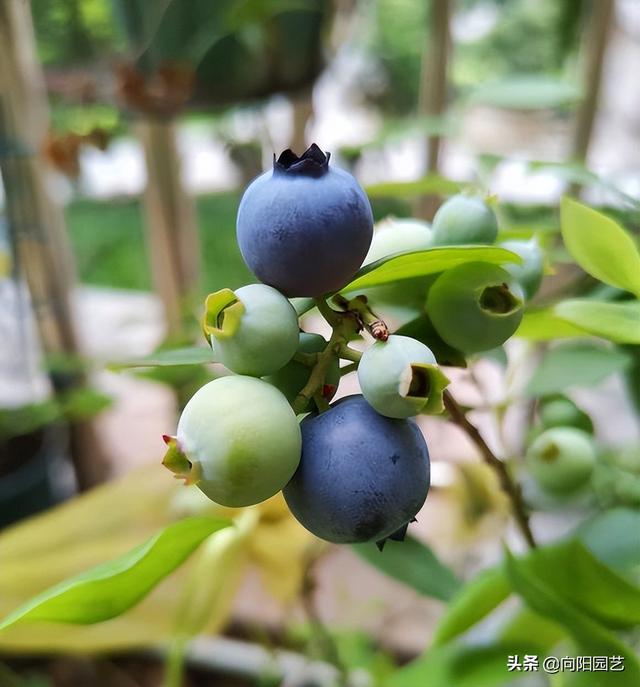 家有露台，种蓝莓？不是你想的那么好种，盆栽蓝莓必须要授粉
