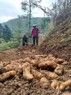 人工种植茅草-黎平县实行林下天麻种植措施，助力仿野生栽培技术提升