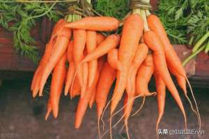 红萝卜几月份种植-胡萝卜种植