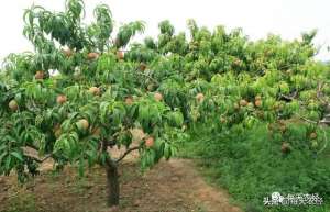 每日农经桃树种植-提早知道桃缩叶病的周年防治措施，减少开春后的发病程度