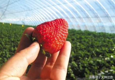 草莓种植最合适的环境条件有哪些？把握好这4点，草莓保证大卖