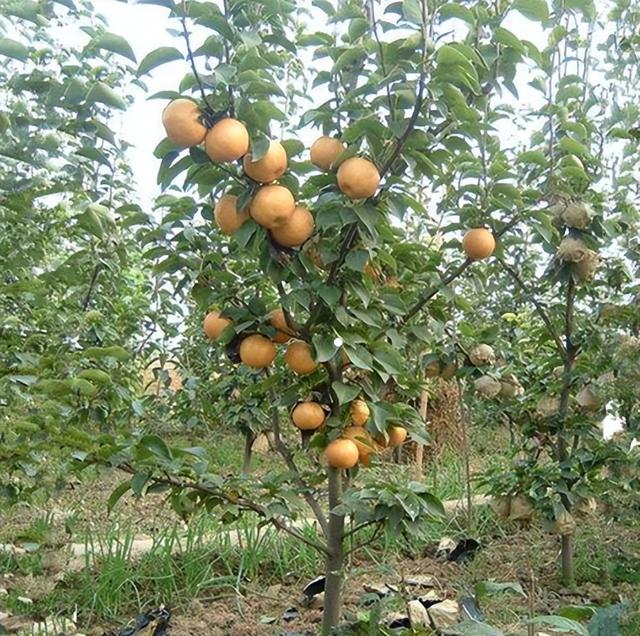 有机梨树栽培研究，可以更好地找到潜力和限制，为农民提供建议