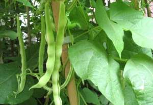矮化刀豆的种植方法-致豆角种植户：豆角红根发生因素有哪些，该如何进行预防治疗呢？