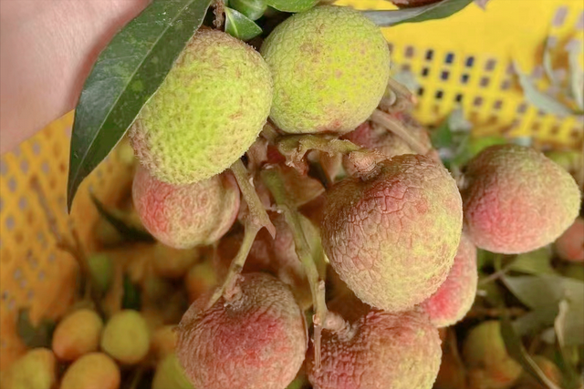 广东荔枝少量上市，率先出口美国，荔枝能成为国际水果吗？