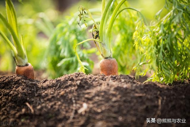 种植胡萝卜的种植方法，什么时候种植能高产，学会胡萝卜吃不完