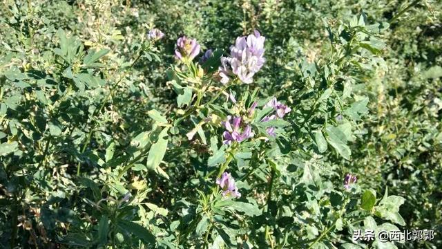 养羊牧草紫花苜蓿种植技术：做好这4点，优质又高产