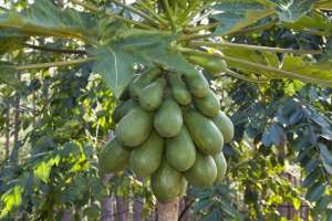 西瓜树种植视频教程-设施番木瓜的栽培，这些实用小技巧，你知道多少？赶紧来看看