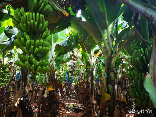 来自全国第二大香蕉产区广西的香蕉春季栽培管理技术措施