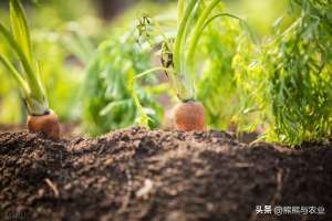 红萝卜几月份种植-种植胡萝卜的种植方法，什么时候种植能高产，学会胡萝卜吃不完