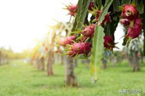 火龙果种植和管理-火龙果优质高产，需要做好田间管理，可以从这5个方面入手