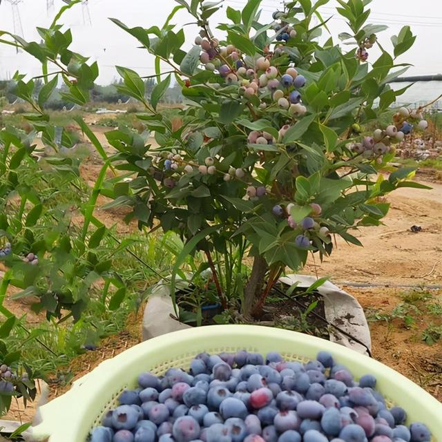 阳台种“蓝莓”，学4招就够用，叶绿花多，座果率高，一盆一百多