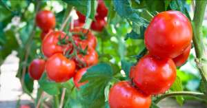 几月份种植西红柿-番茄种植怎样注意光照条件、温度、土壤要求、合理施肥呢？