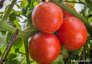 番茄种子怎么种植-西红柿种植技术