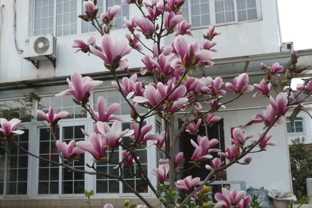 6种“大花树”庭院绿化用上“它”花开富贵，美美哒