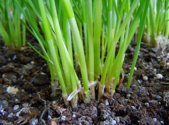 5步教你盆栽韭菜，根根粗壮“像小葱”，过年割了，包饺子