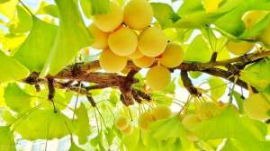 白果树如何种植-银杏标准化栽培技术，这些方法掌握住，丰收不用愁