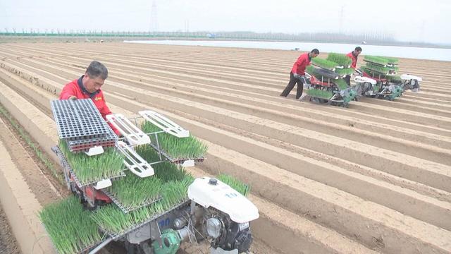 潍坊安丘：大葱全程机械化服务 助推现代农业发展